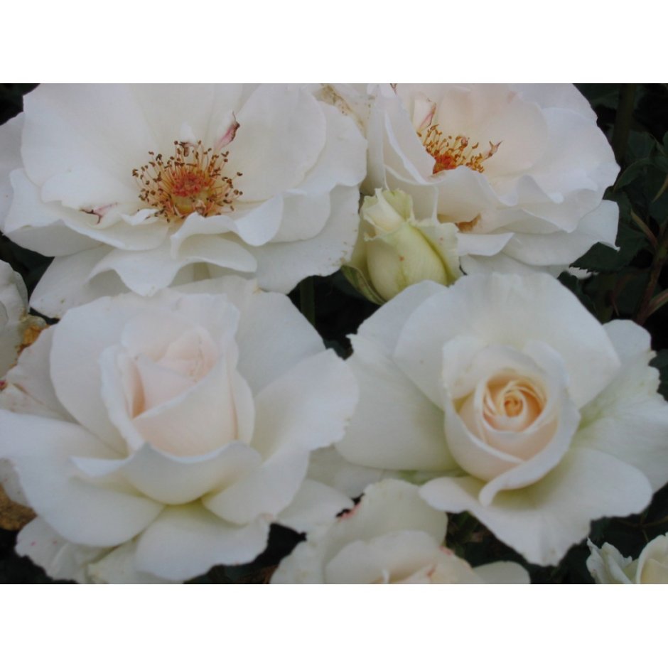 Margaret Merril роза