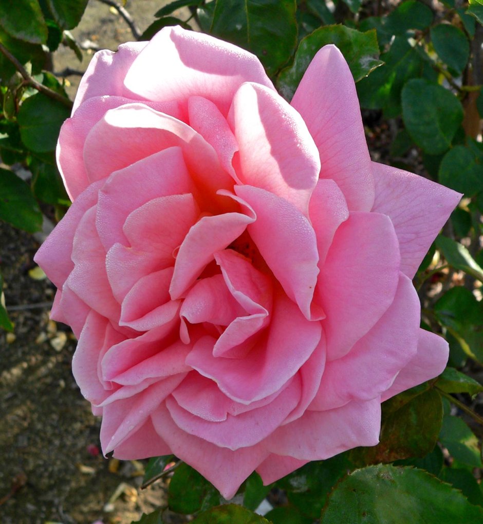 Роза Маргарет розовая