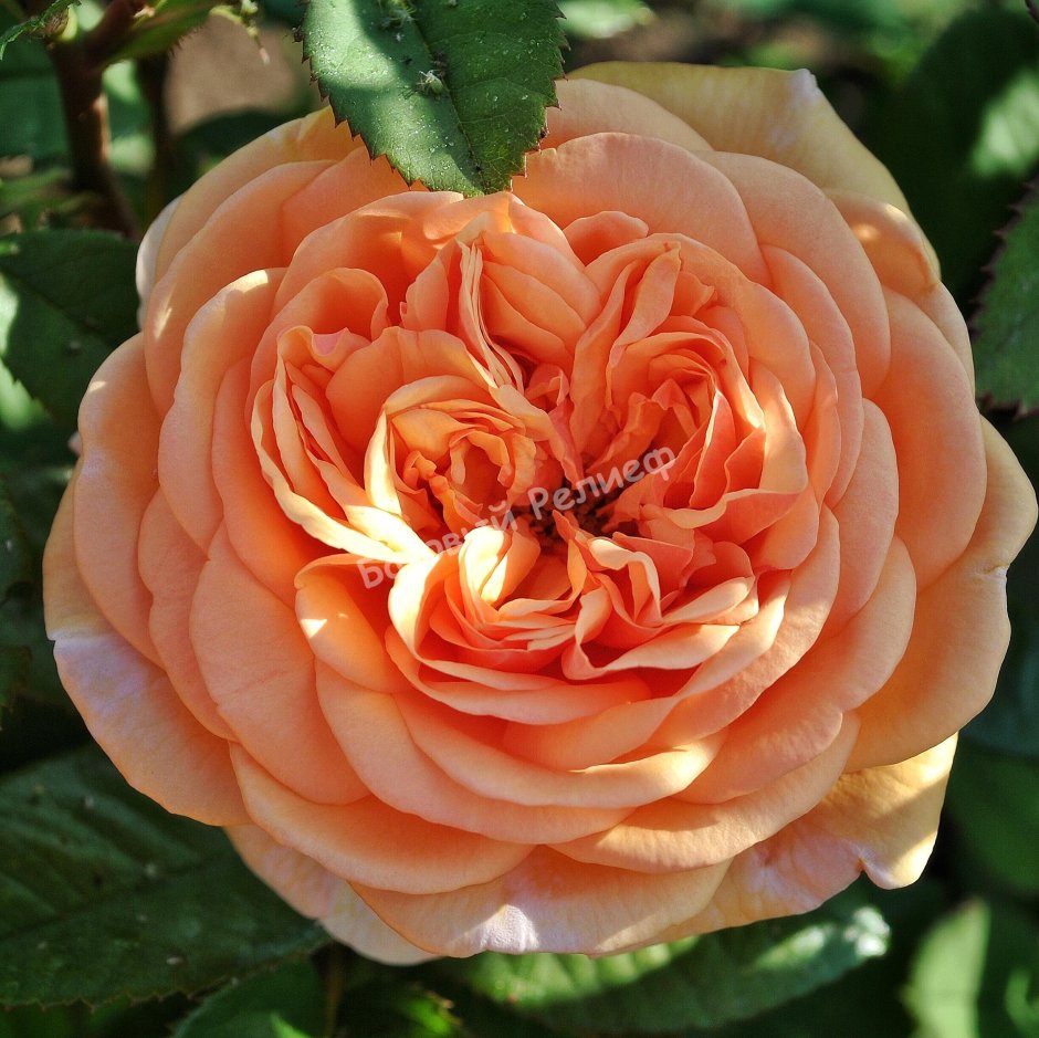 Princess Crown роза одноголовая