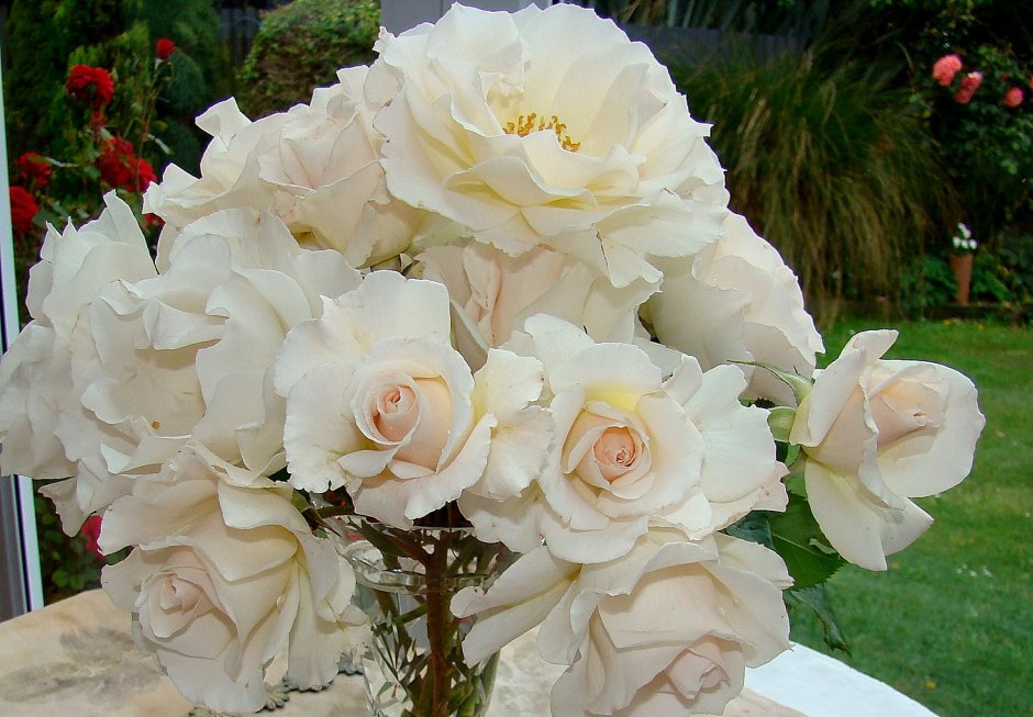 Роза Margaret Merril (бело-розовая, 110*60, ароматная, ф)  (арт.3015)