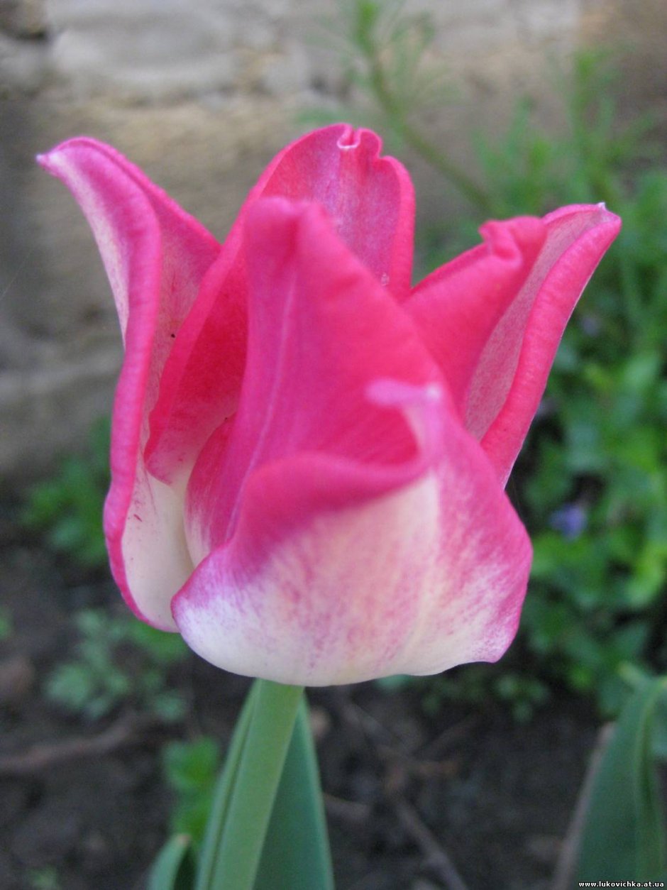 Тюльпан Либерстар тюльпан