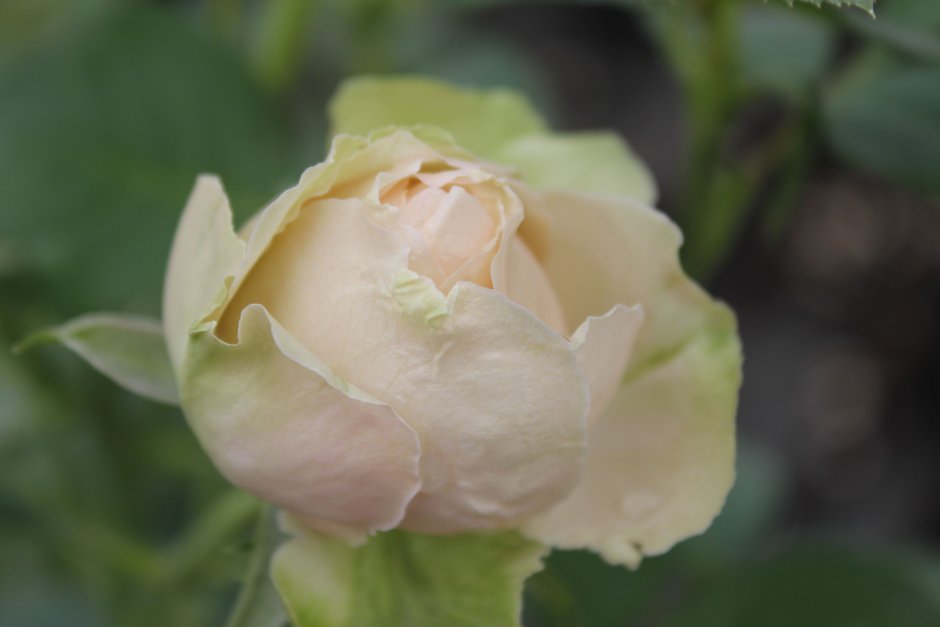 Роза lacre энциклопедия роз