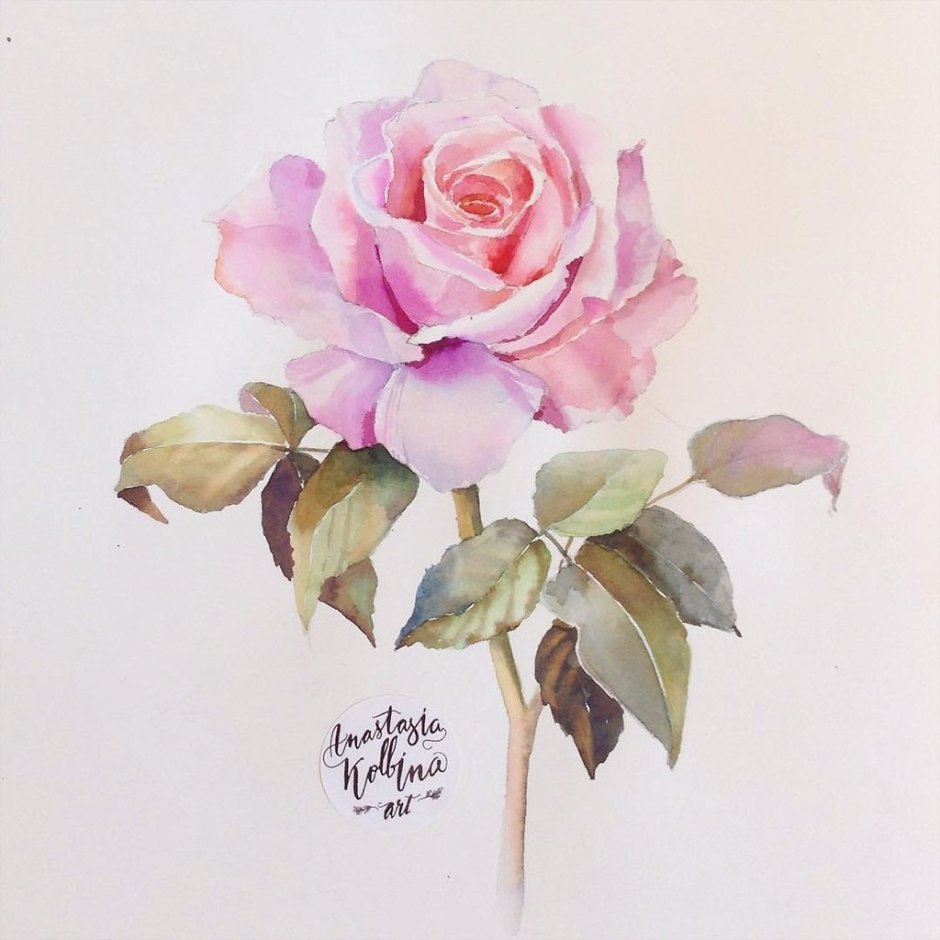 Акварельный роза (Анастасия Колбина)