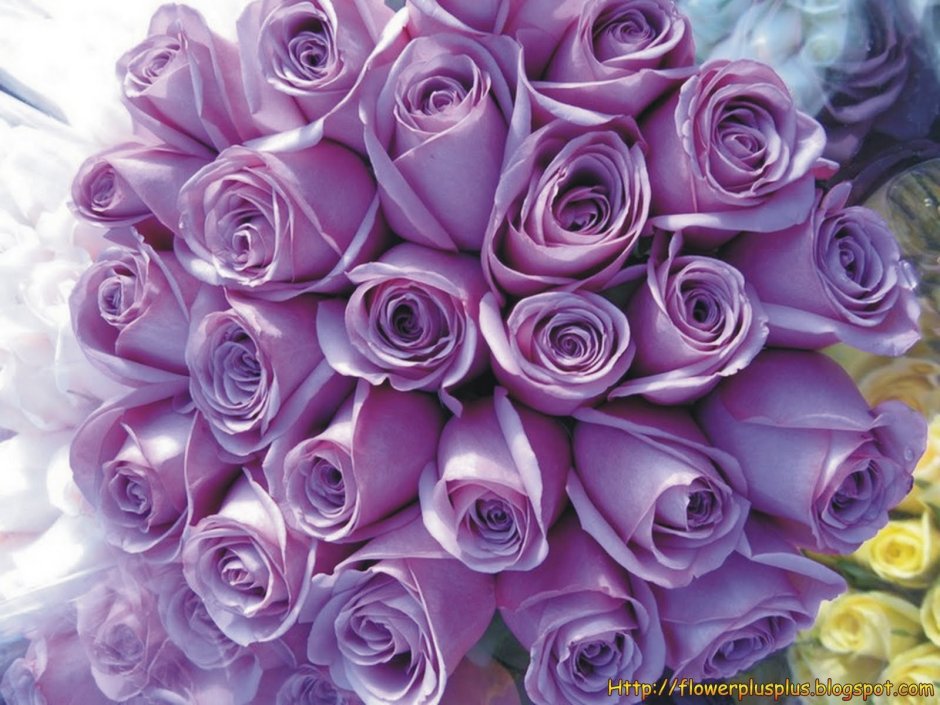 Фиолетовые розы букет