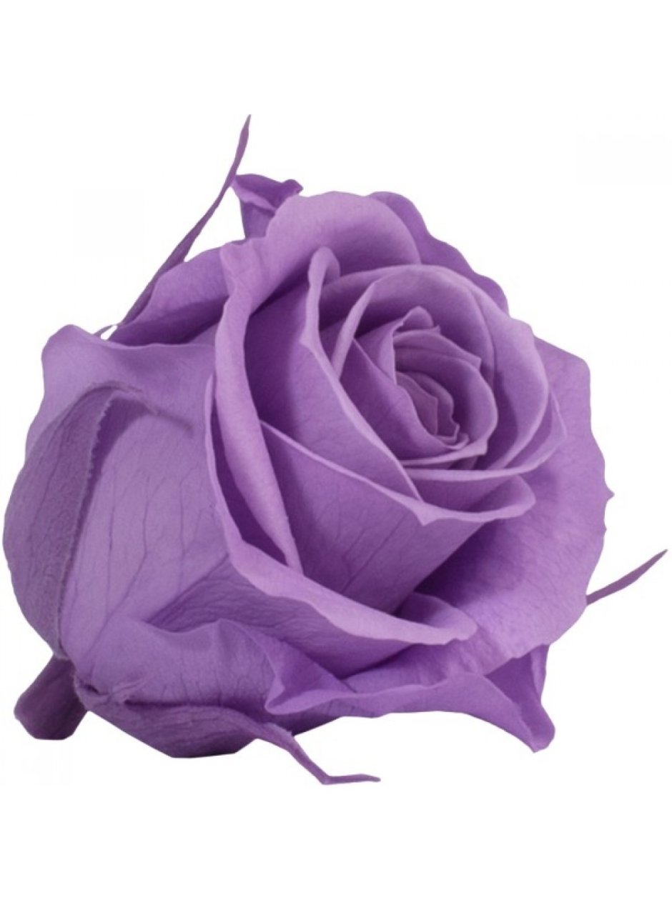Голландская роза фиолетовая