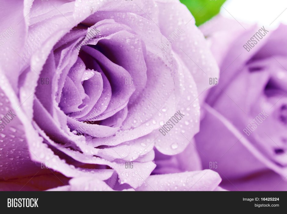 Розы фиолетовые белые на Мраморном фоне