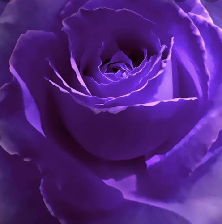 Фиолетовый вельвет роза