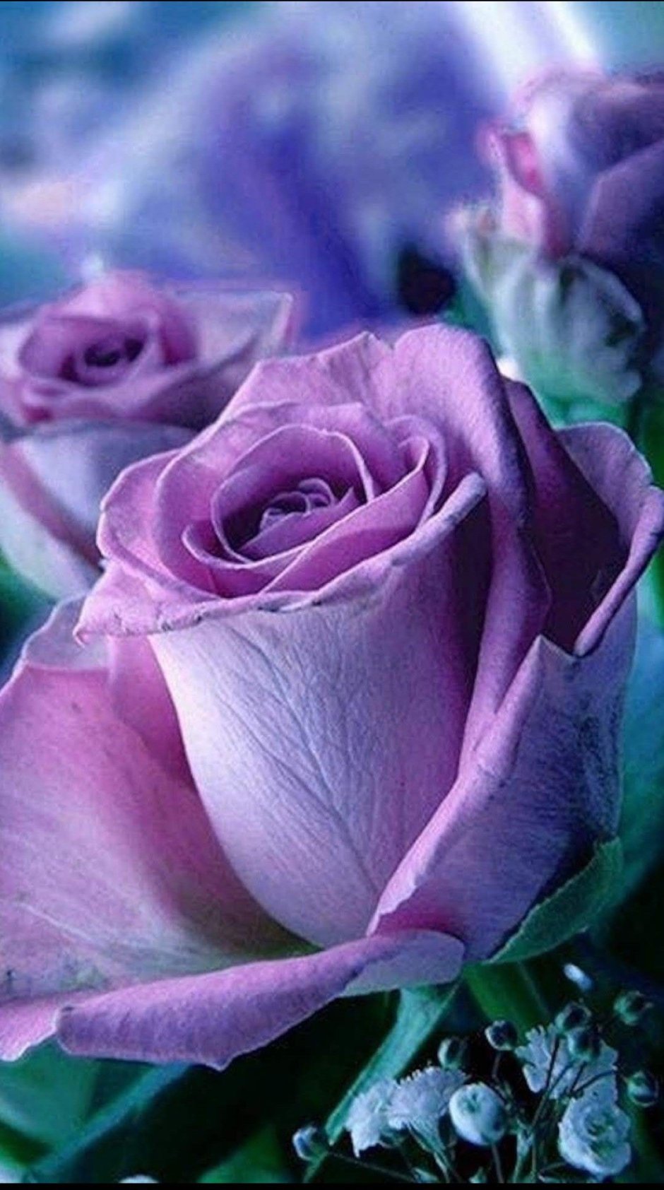Фиолетовые розы живые