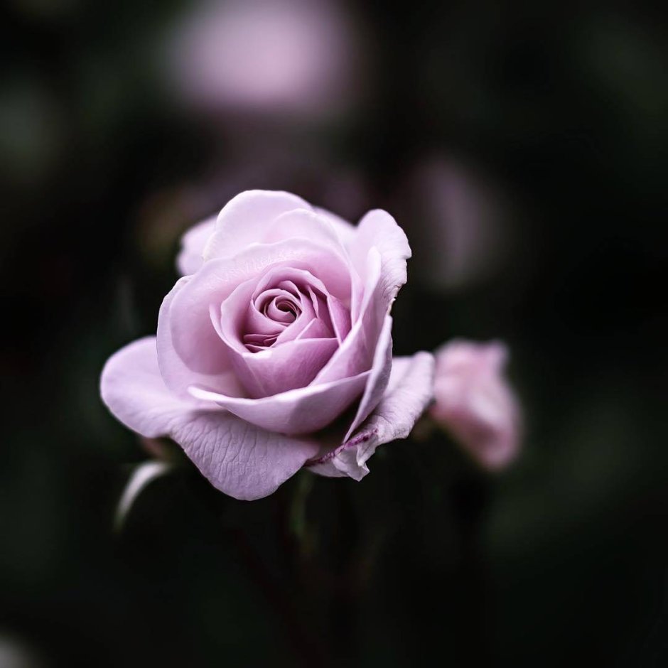 Фиолетовые розы сохраненки