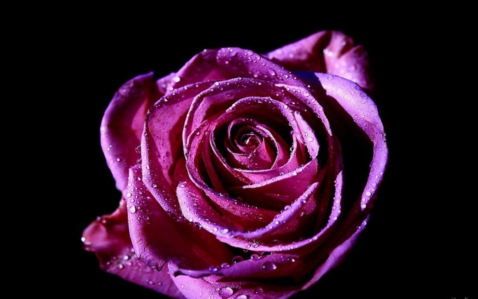 Пурпурная роза