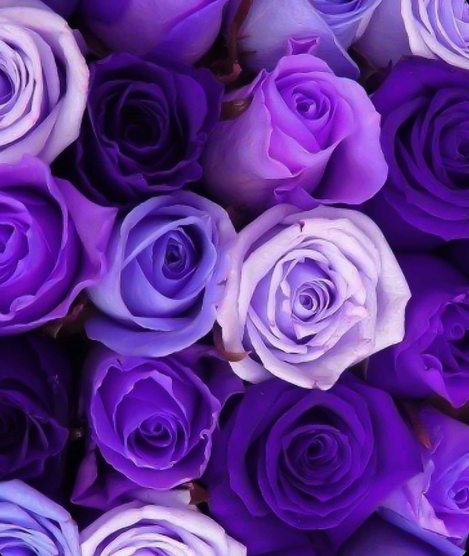Фиолетовые розы фиолетовые розы
