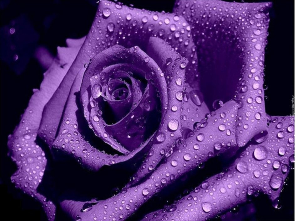 Розово фиолетовые розы
