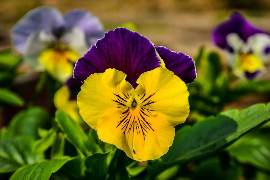 Pansy every hour