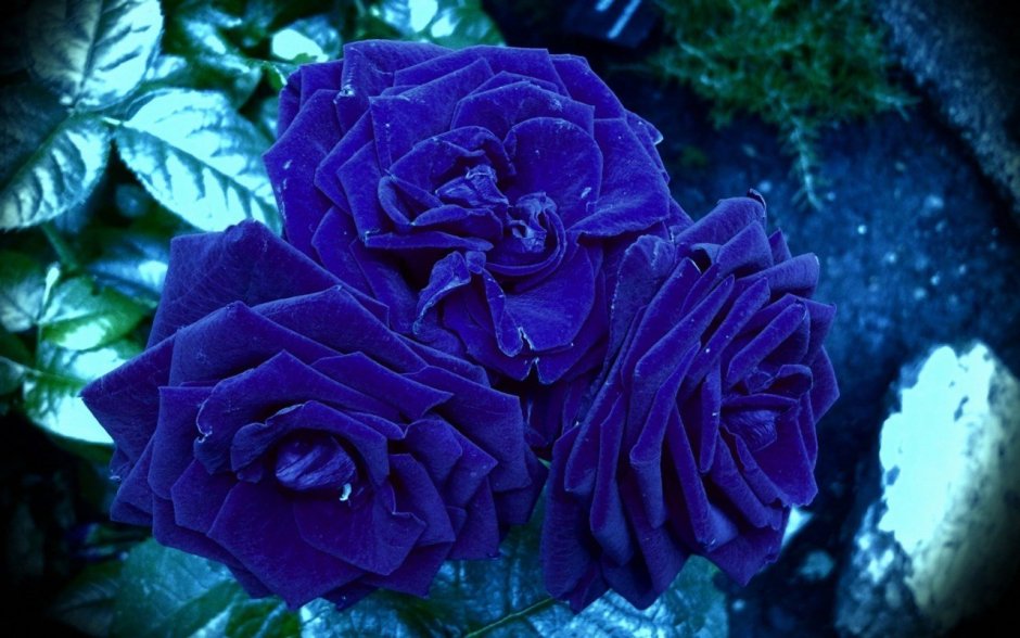 Синяя роза Блю Мун
