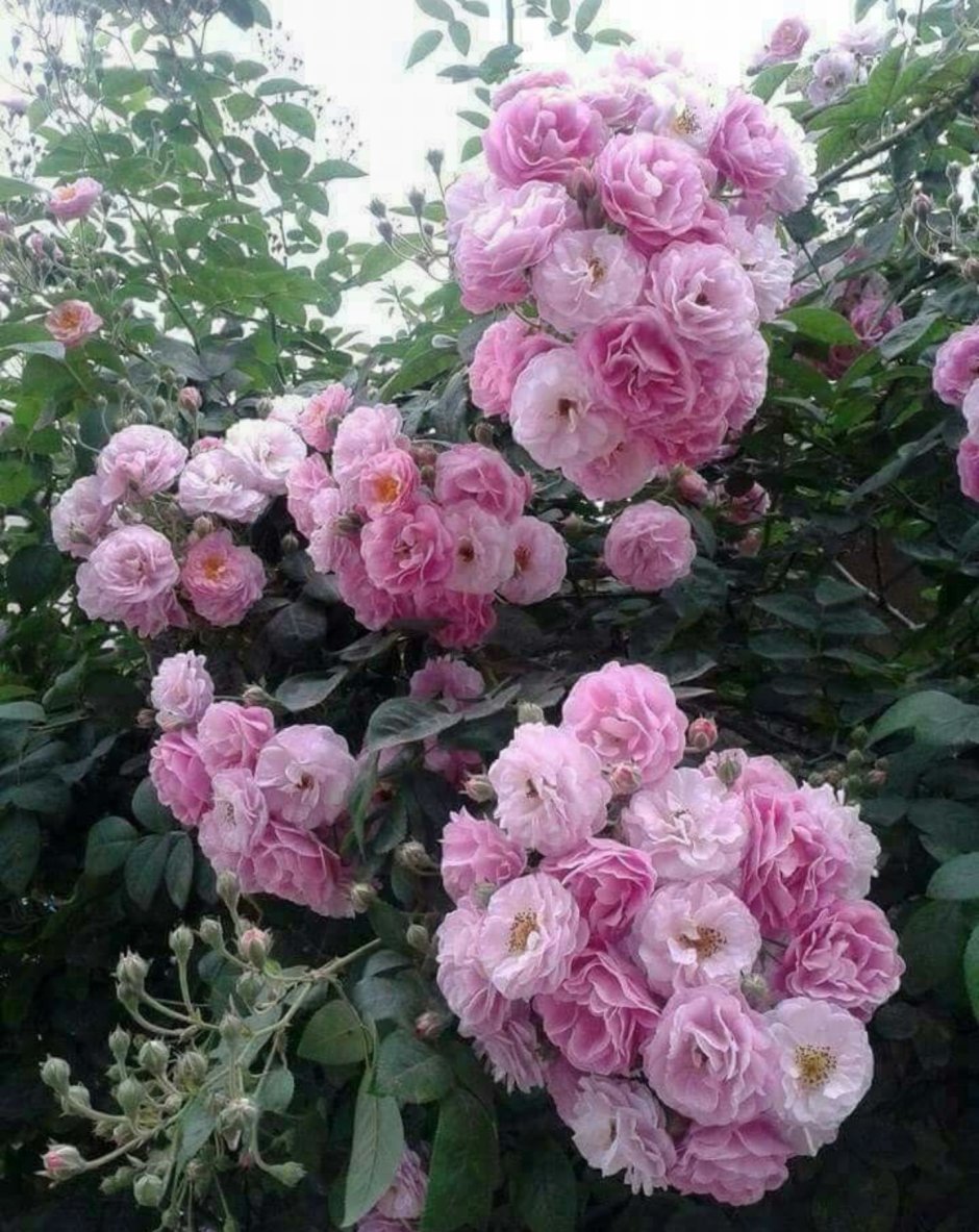 Роза плетистая розовая Жемчужина