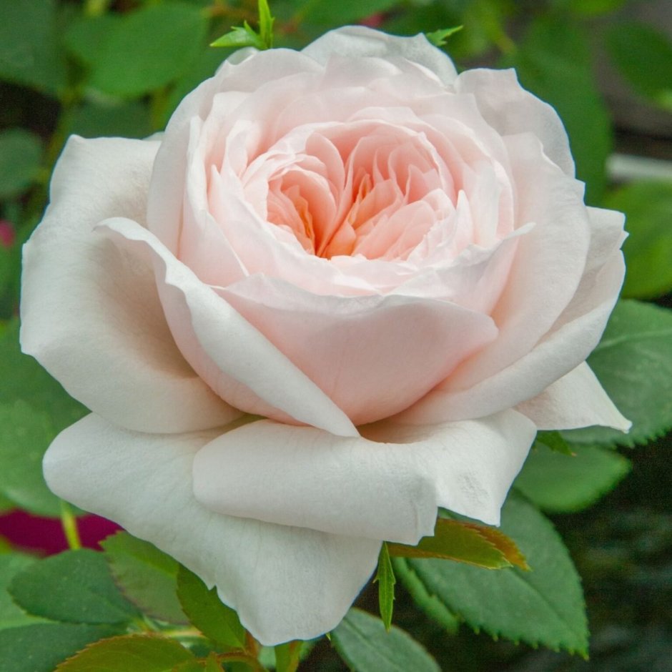Розы плетистая Сарбина