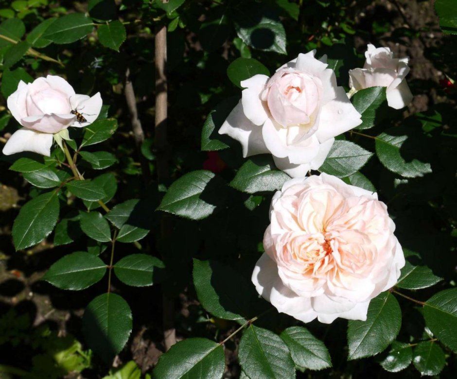 Sabrina MEIPTORIUS роза