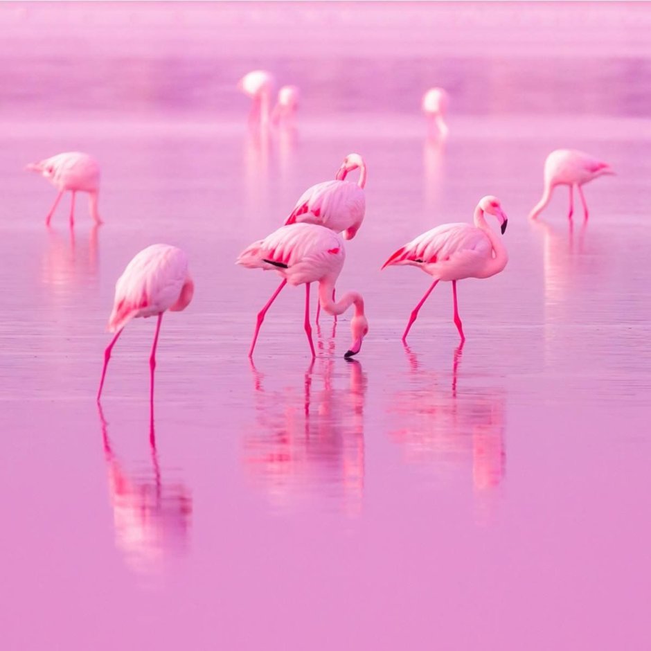 Эстетика Фламинго на закате