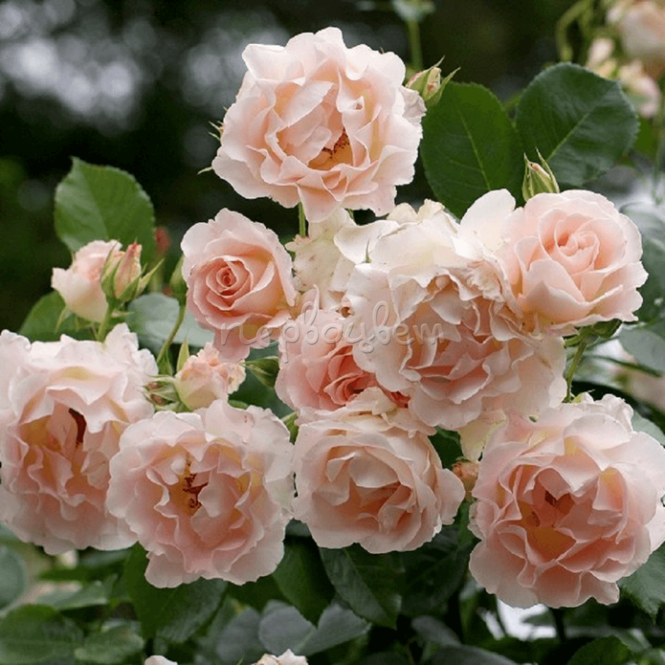 Роза шраб рококо
