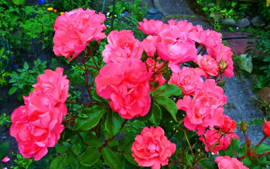 Розы бирюзового цвета