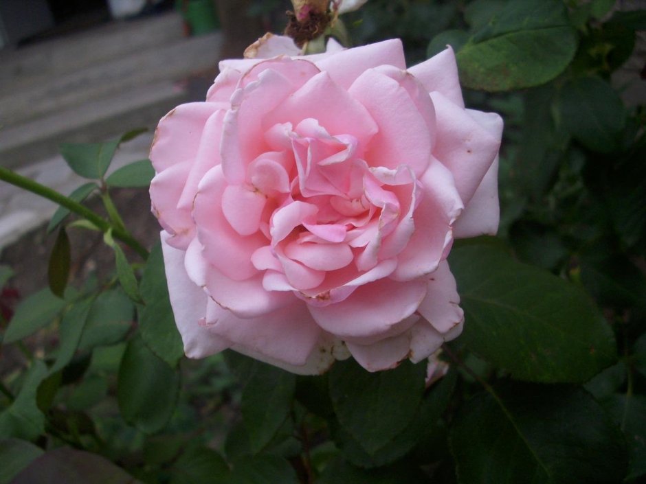 Роуз блоссом роза