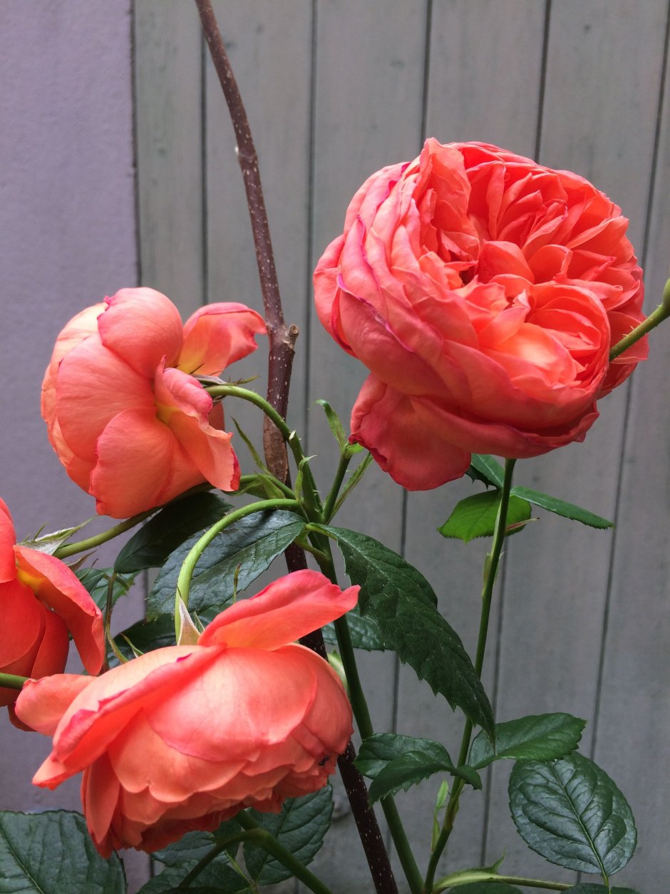 Роза Остин оранжевая саммер Сонг