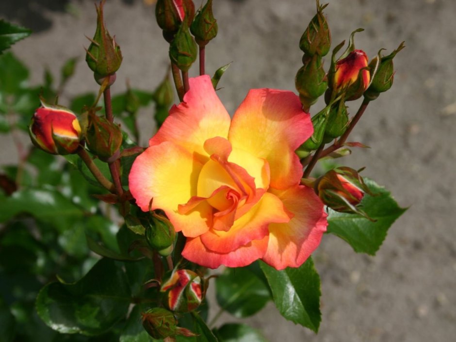 Сорт «Бонанза» роза
