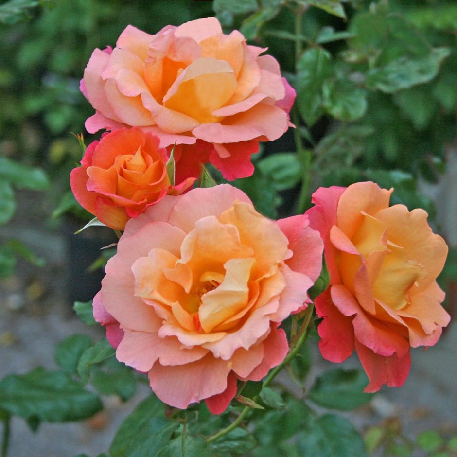 Роза Morgenrote грандифлора