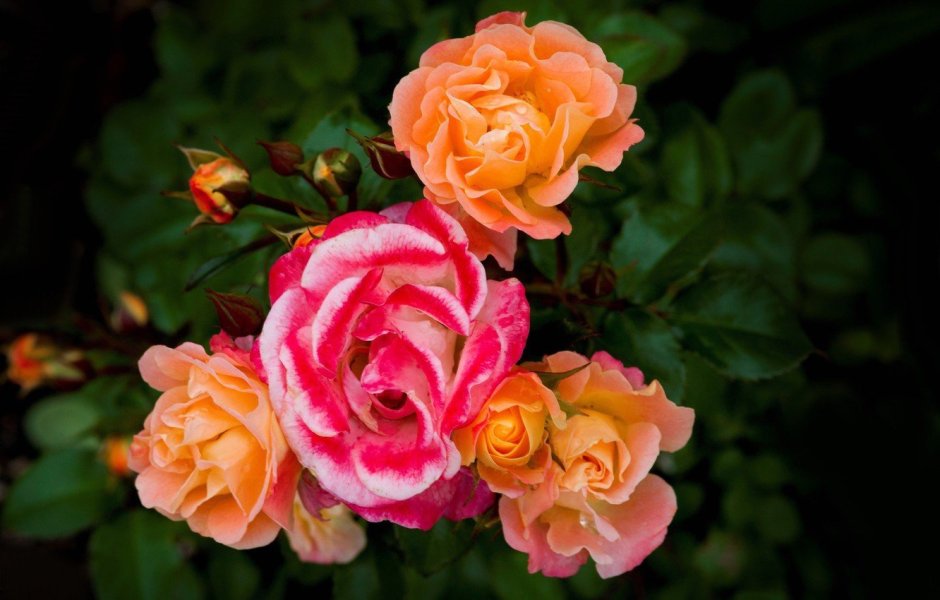 Роуз Лайт Rose Light шраб роза
