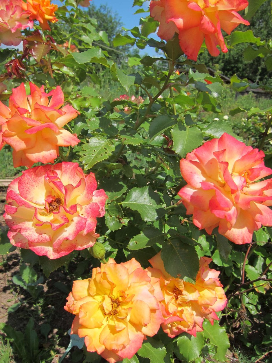 Роза шраб Bonanza