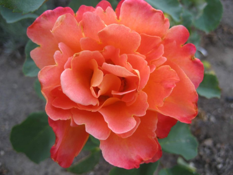 Роза Гранада