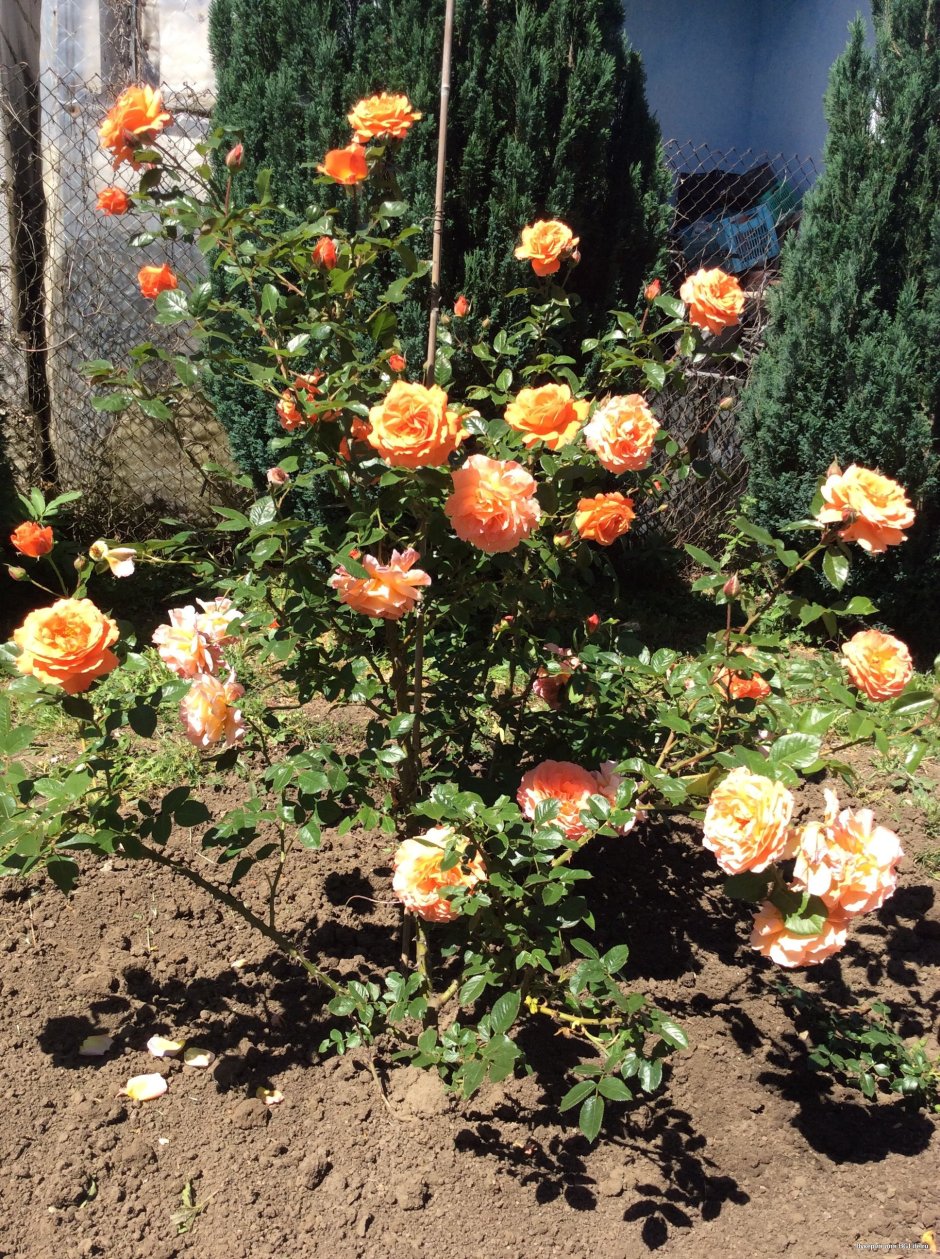 Розы кустовые - Бельведер о Розе