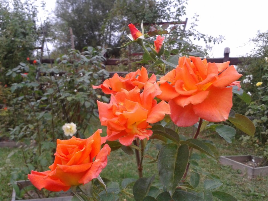 Роза оранжевая флорибунда вавум