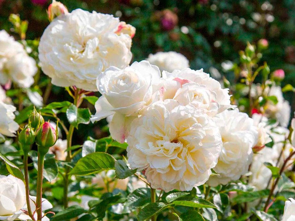 Роза Парковая Транквилити