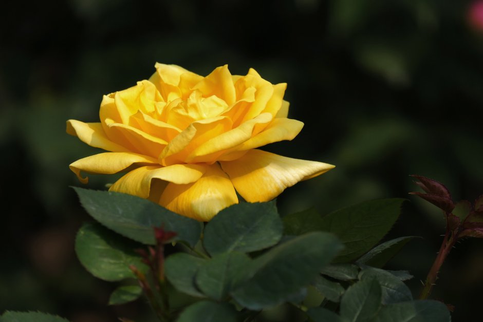 Роза чайно-гибридная (Rosa Brighton