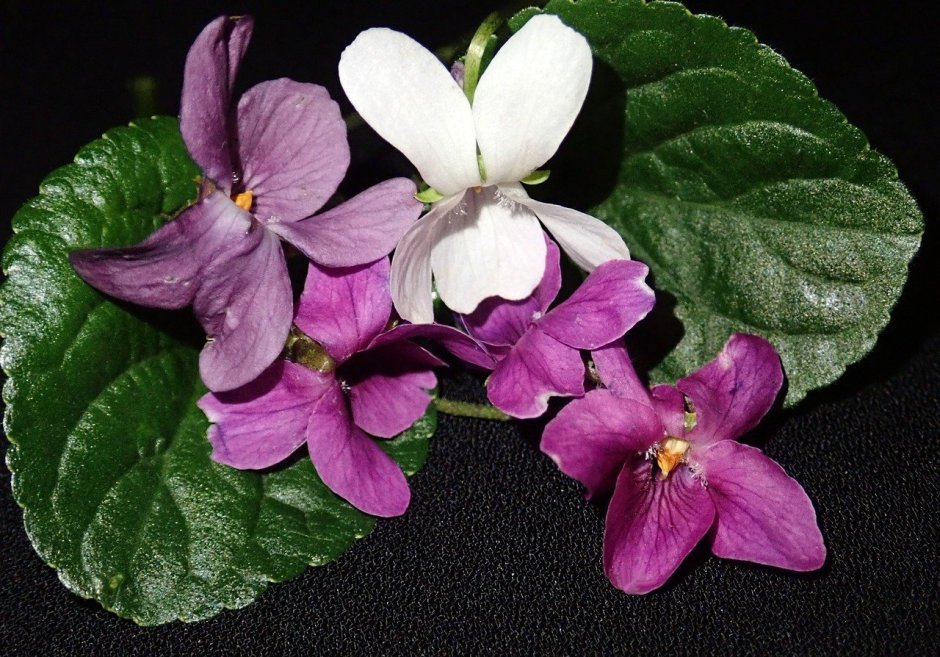 African Violet Saintpaulia Hybrid (фиалка белая Королева)