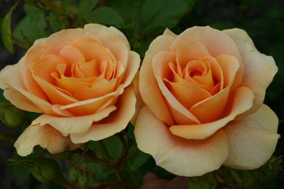 Сорт розы Хаммер