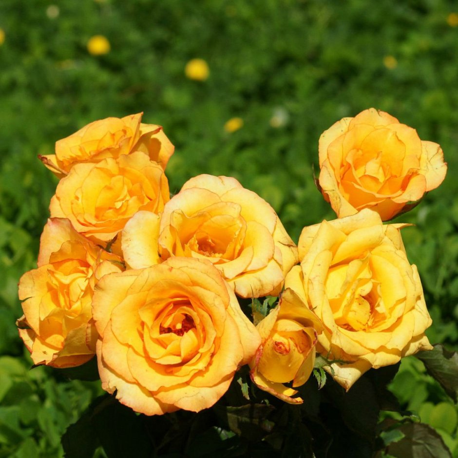 Роза почвопокровная желтая