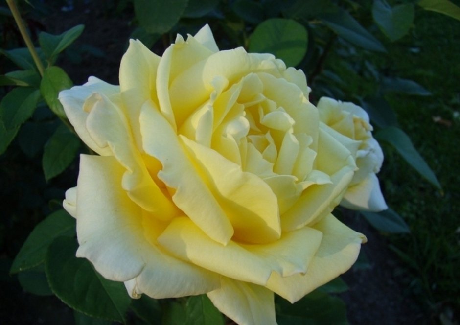 Роза хаммер