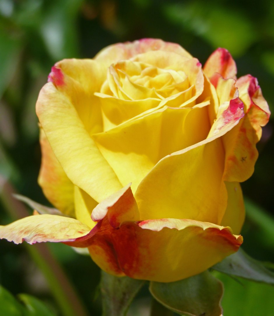 Роза желтый Хаммер