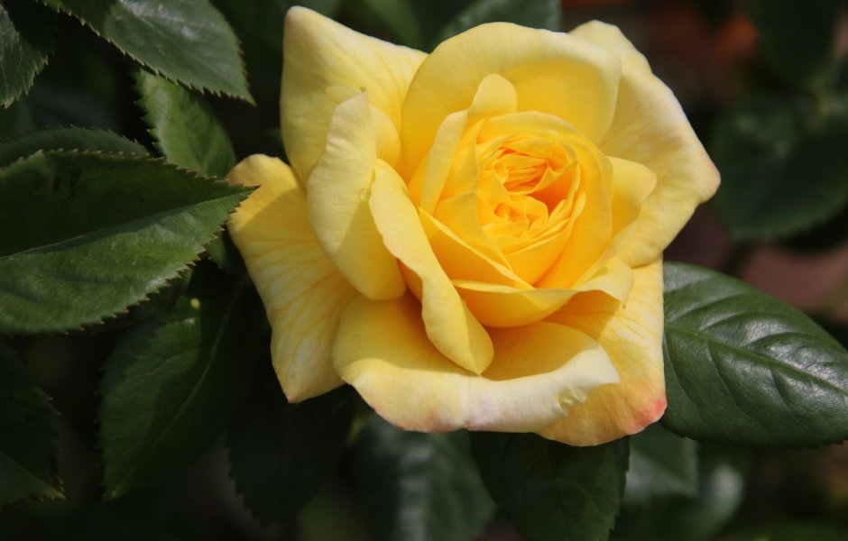 Стар Роуз роза жёлтая