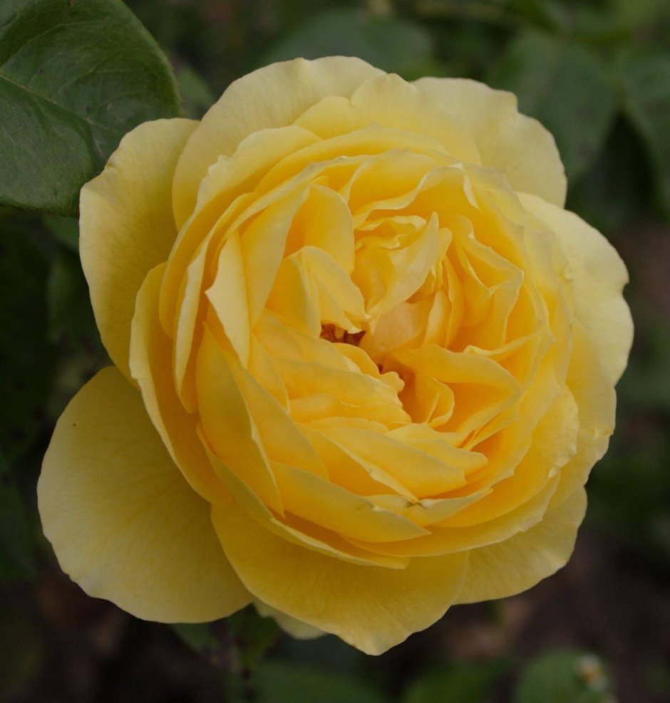 Чайно гибридная роза желтого цвета