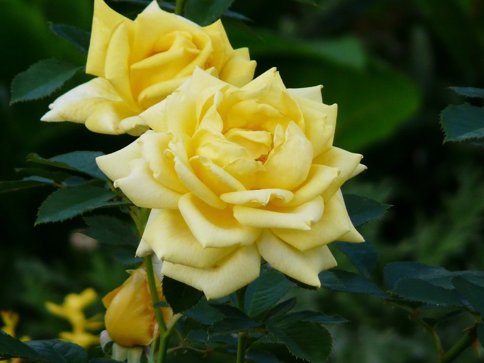 Чайногибридная роза Берилина