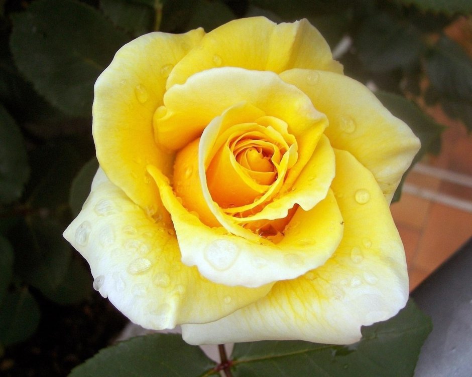 Роза чайно-гибридная Йеллоу Кинг(Yellow King)