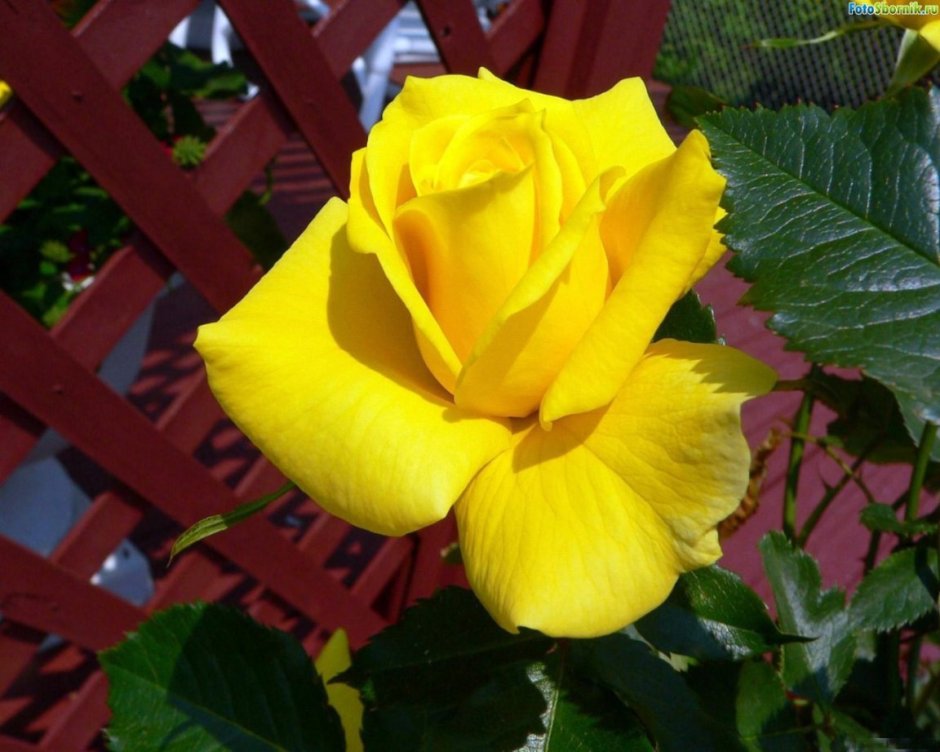 Желтые садовые розы с названиями