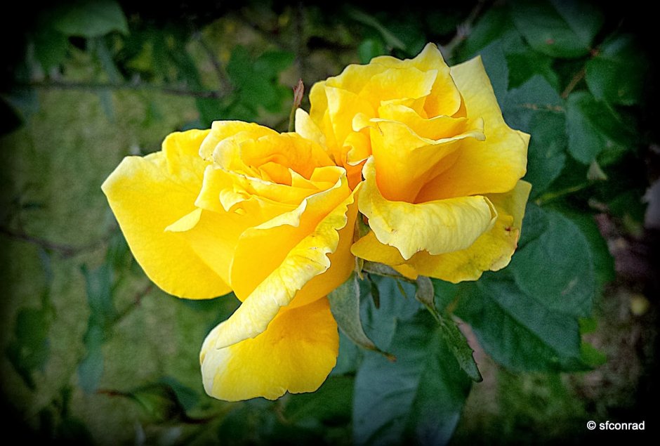 Роза желтая Керри