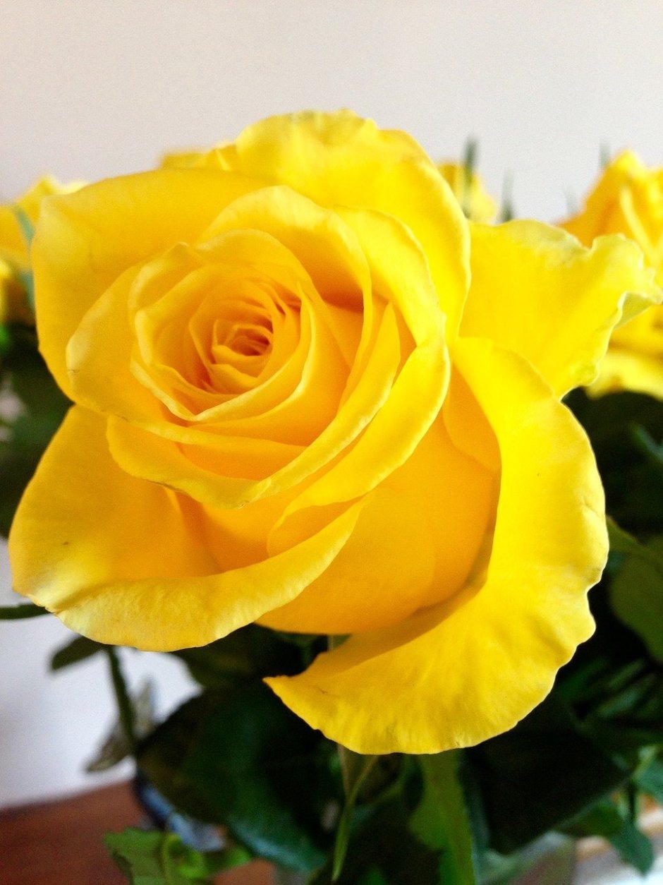 Желтые розы сорта