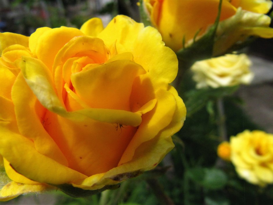 Роза желтая чайно-гибридная бокаловидная