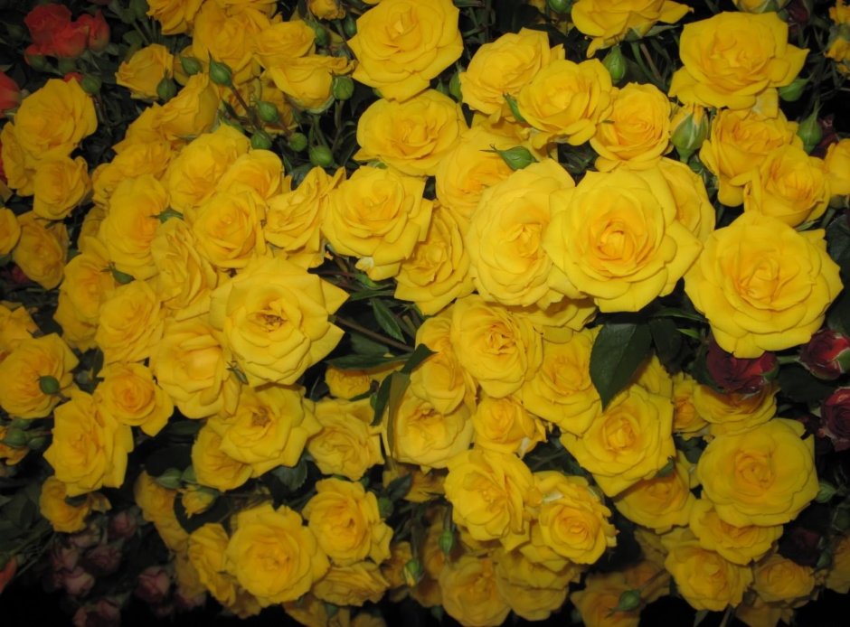 Роза кустовая флорибунда желтая
