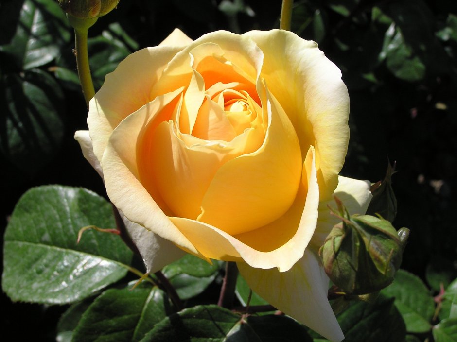 Желтая роза Медея